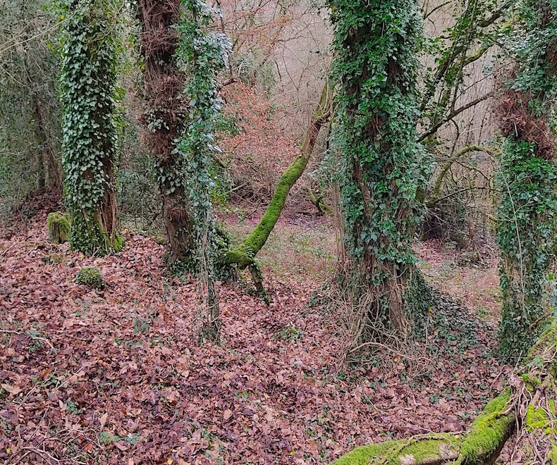 bois arbres et forêt vulnérables au feu